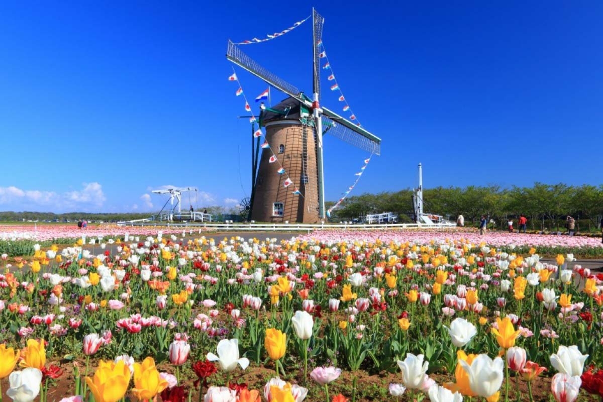 🌳 동미카와 고향 공원(히가시미카와 후루사토 코엔) 이미지 8
